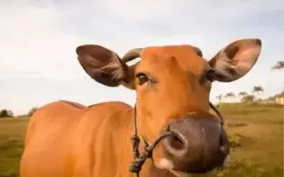 Agronegócios | Agronegócios - Boi gordo hoje: confira as cotações para esta quarta-feira (29)