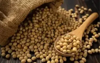 Agronegócios | Agronegócios - SOJA E TRIGO: confira preços dos grãos nas principais praças do país, nesta sexta-feira (24)