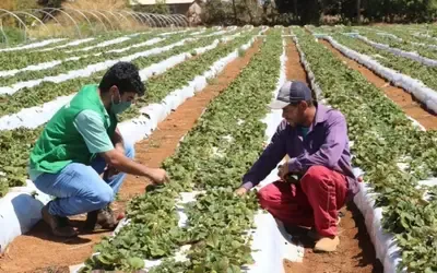 Agronegócios | Mudanças climáticas - Cepea: El Niño vai comprometer produção de frutas e hortaliças