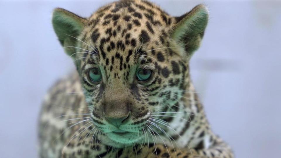 Brasil - Onça-pintada nascida no BioParque Vale Amazônia ganha o nome de Xingu