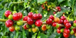 Café: Mercado intensifica perdas e arábica opera com mais de 2% de baixa em NY nesta tarde de 2ª