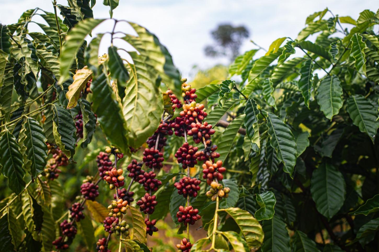 Café transforma vidas de produtores reassentados