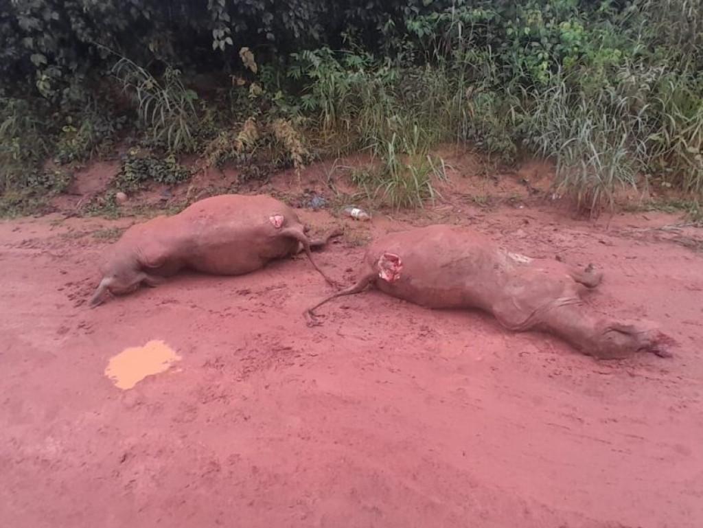 DESCARTE IRREGULAR -Cena de revolta em Rolim de Moura: Bezerros mortos são jogados na rua após transporte e caso pode vi
