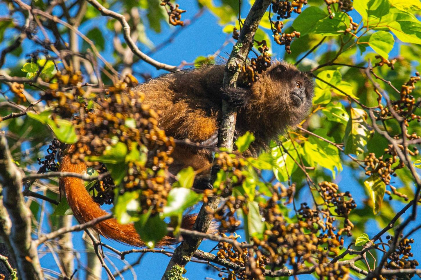 Salada Verde - Pesquisa no Sul da Bahia mapeia presença do macaco guigó