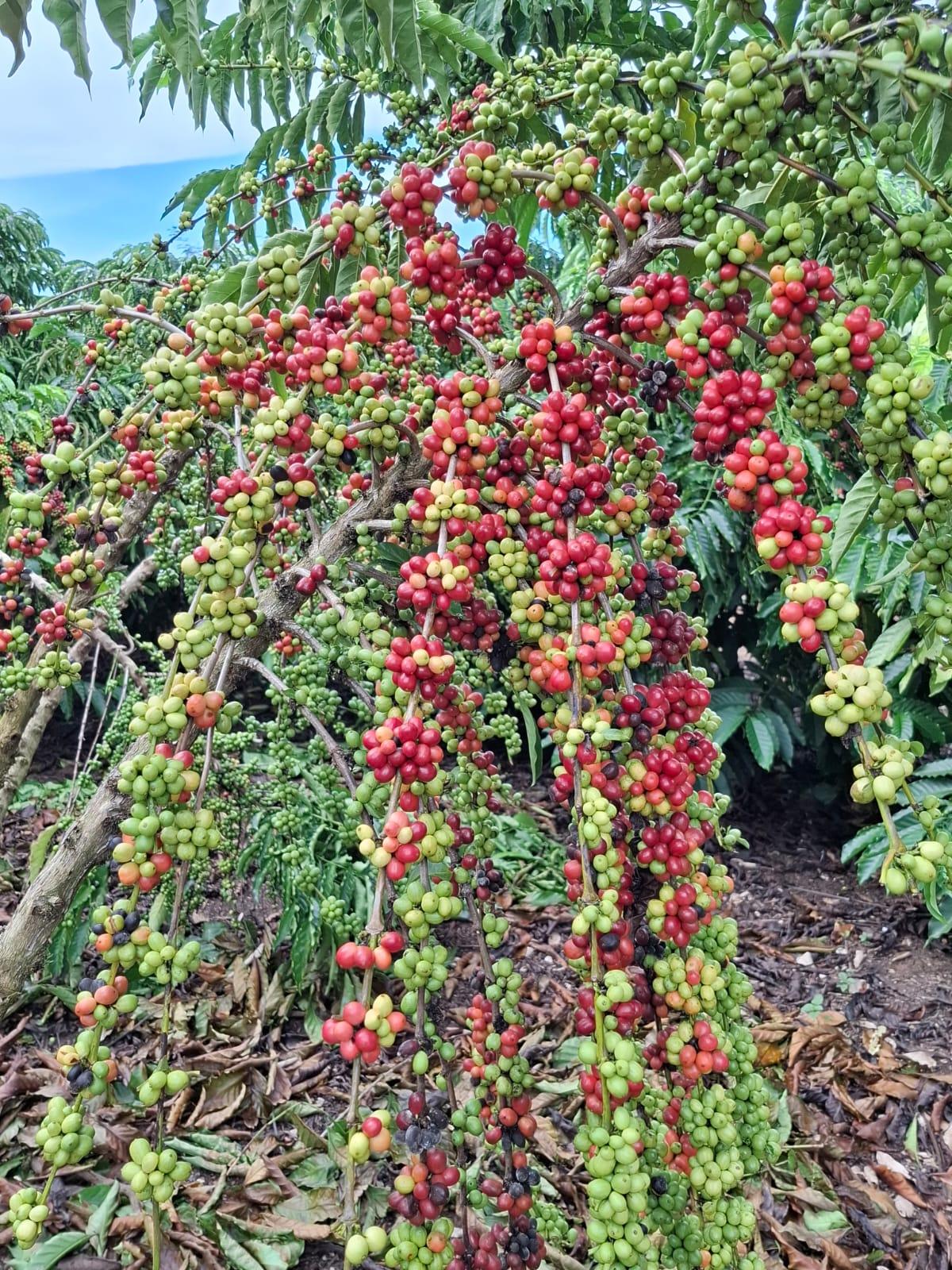 Secretaria de agricultura de Rolim de Moura promove Dia de Campo sobre Café Robusta nesta sexta-feira 