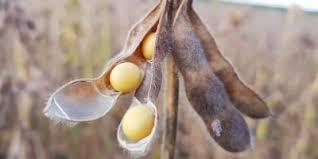 SOJA/CEPEA: Alta de preço é interrompida no BR