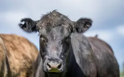 Agronegócios | Agronegócios - Boi gordo: confira cotações para terça (26)