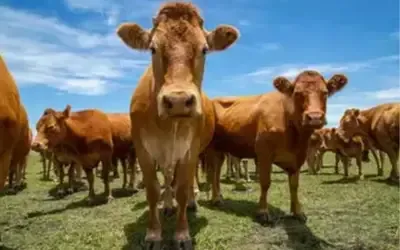 Agronegócios | Agronegócios - Boi gordo hoje: confira cotações para esta sexta (15)