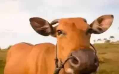 Agronegócios | Agronegócios - Boi gordo hoje: confira cotações para esta terça-feira (12)