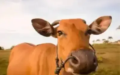 Agronegócios | Agronegócios - Boi gordo hoje: confira cotações para esta terça-feira (5)