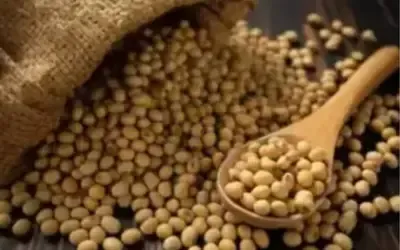 Agronegócios | Agronegócios - Saca da soja começa a quarta-feira (6) com queda no preço, no Paraná