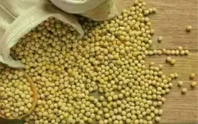 Agronegócios | Agronegócios - SOJA E TRIGO: confira os preços dos grãos nesta quarta-feira (13)