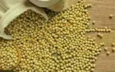 Agronegócios | Agronegócios - SOJA E TRIGO: confira os preços dos grãos nesta quinta-feira (14)