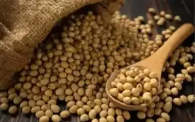 Agronegócios | Agronegócios - SOJA E TRIGO: confira os preços dos grãos nesta segunda-feira (11)