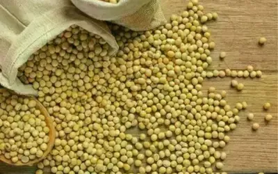 Agronegócios | Agronegócios - SOJA E TRIGO: confira os preços dos grãos nesta terça-feira (12)