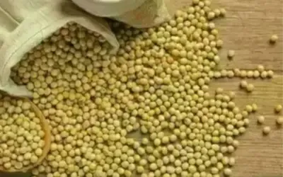 Agronegócios | Soja - Soja e trigo: confira as cotações de preço para esta quarta-feira (27)