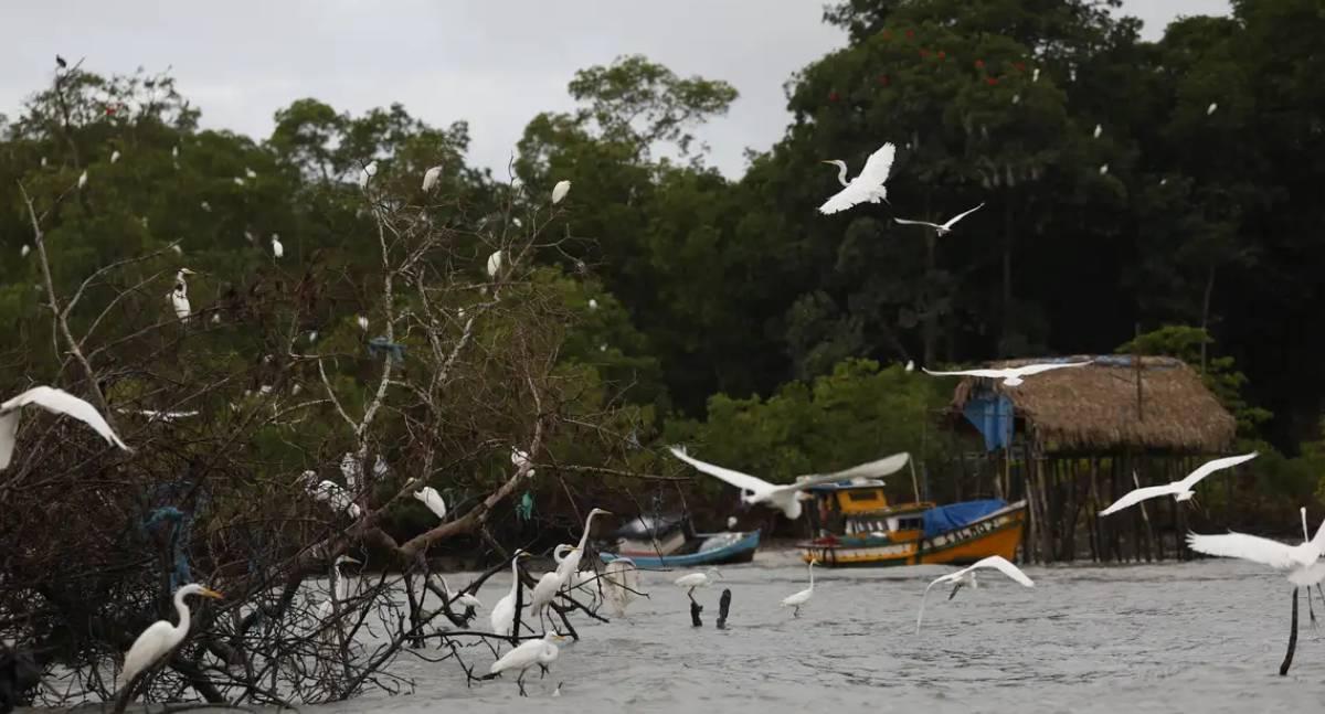 Política - Governo lança programa Território Seguro para proteger Amazônia