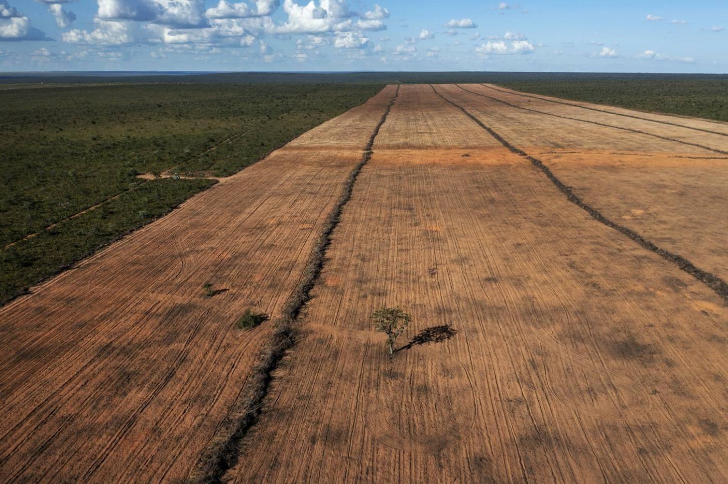 Reportagens - “É falso que melhorar a gestão ambiental prejudica a agropecuária”, diz pesquisador da USP