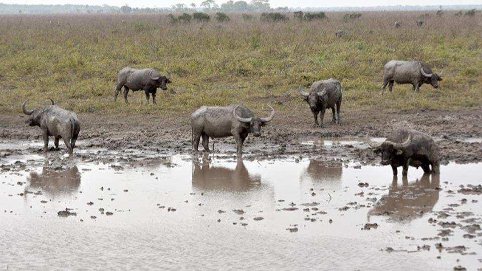 Rondônia -  Justiça autoriza retomada do abate de 5 mil búfalos invasores na Reserva do Guaporé, em RO