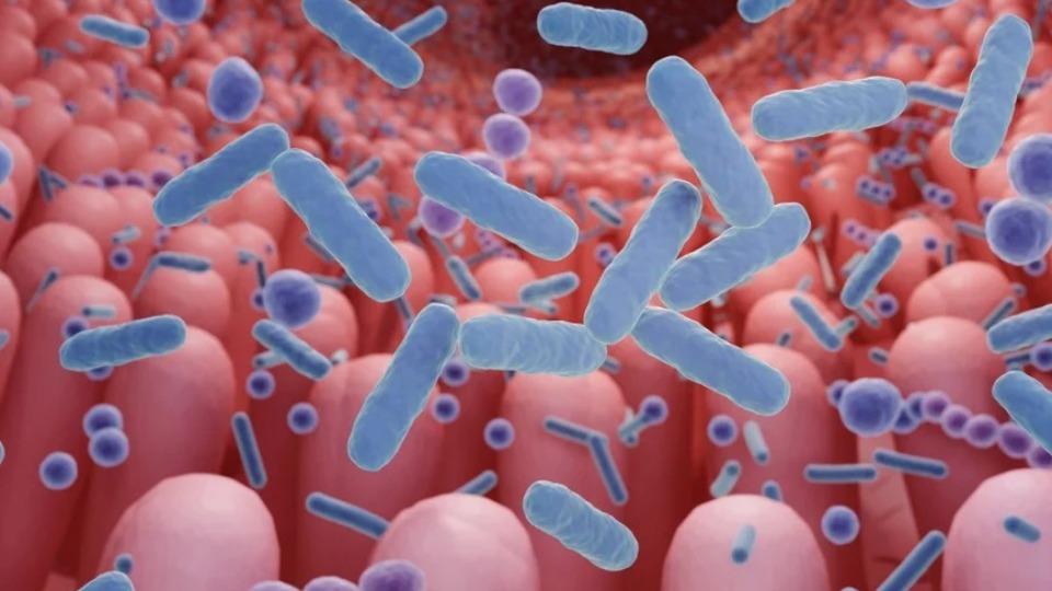 Saúde -  Perda de microbiota muda células que protegem o intestino. Entenda