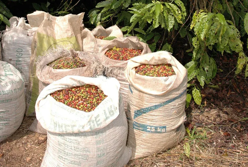 VÍDEO - Governo do estado apresenta o alto nível do café Robusta Amazônico na 13ª Rondônia Rural Show Internacional