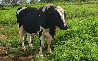 Agronegócios | Agronegócios - Boi gordo hoje: confira cotações para esta quarta-feira (17)