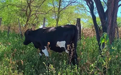 Agronegócios | Agronegócios - Boi gordo hoje: confira cotações para esta quarta-feira (24)