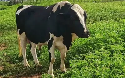 Agronegócios | Agronegócios - Boi gordo hoje: confira cotações para esta segunda-feira (22)