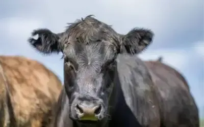 Agronegócios | Agronegócios - Boi gordo hoje: confira cotações para esta segunda-feira (8)
