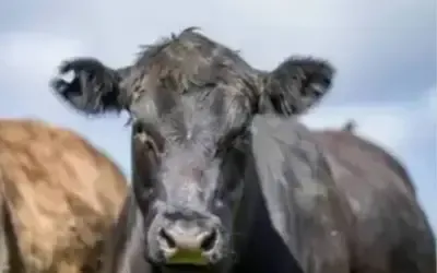 Agronegócios | Agronegócios - Boi gordo hoje: confira cotações para esta sexta-feira (19)