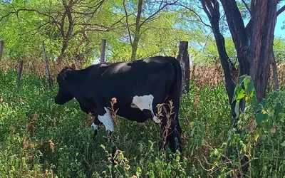 Agronegócios | Agronegócios - Boi gordo hoje: confira cotações para esta sexta-feira (26)