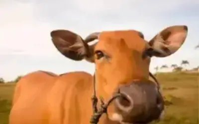 Agronegócios | Agronegócios - Boi gordo hoje: confira cotações para esta terça-feira (16)