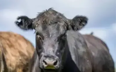 Agronegócios | Agronegócios - Boi gordo hoje: confira cotações para esta terça-feira (9)