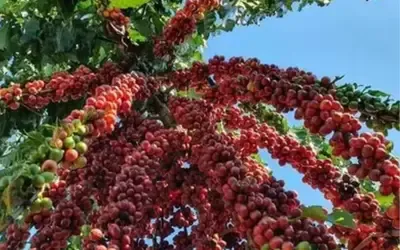 Agronegócios | Agronegócios - Café hoje: confira cotações para esta quarta-feira (17)