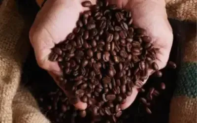 Agronegócios | Agronegócios - Café hoje: confira cotações para esta quarta-feira (24)