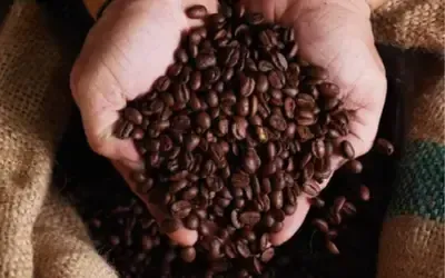 Agronegócios | Agronegócios - Café hoje: confira cotações para esta segunda-feira (22)