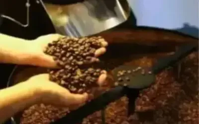 Agronegócios | Agronegócios - Café hoje: confira cotações para esta terça-feira (16)