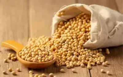 Agronegócios | Agronegócios - SOJA E TRIGO: confira os preços dos grãos nesta segunda-feira (22)