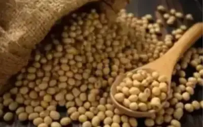 Agronegócios | Agronegócios - SOJA E TRIGO: confira os preços dos grãos nesta sexta-feira (12)