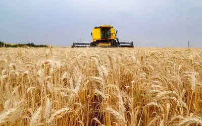 Agronegócios | Agronegócios - SOJA E TRIGO: confira os preços dos grãos nesta sexta-feira (19)