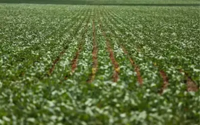 Agronegócios | Agronegócios SOJA E TRIGO: confira os preços dos grãos nesta sexta-feira (26)