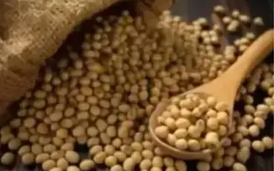 Agronegócios | Agronegócios SOJA E TRIGO: confira os preços dos grãos nesta terça-feira (16)