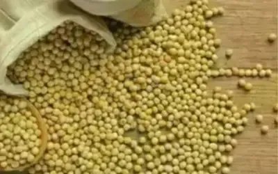 Agronegócios | Agronegócios - SOJA E TRIGO: confira os preços dos grãos nesta terça-feira (9)