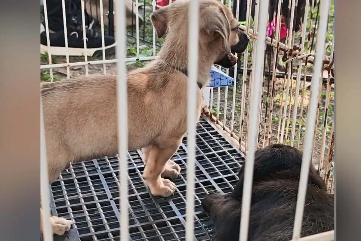 BEM-ESTAR ANIMAL Feira de adoção responsável garante novo lar par 18 animais em Pimenta Bueno