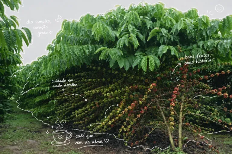 Agro - Café Robusta Amazônico de Rondônia conquista o mundo e reforça o orgulho da produção regional