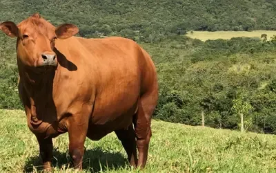 Agronegócios | Boi Gordo - Boi gordo hoje: confira cotações para esta terça-feira (21)