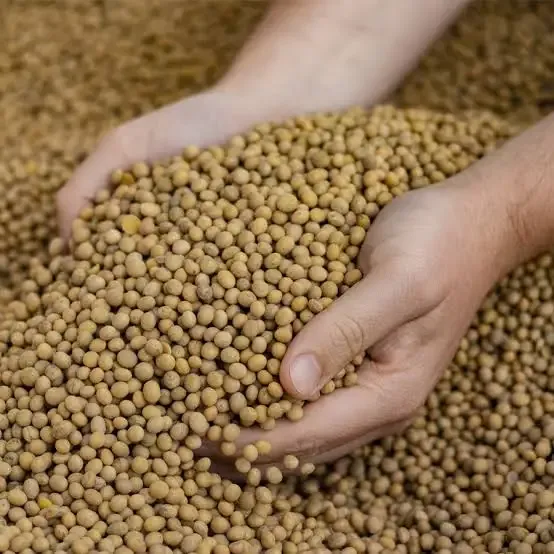 Agronegócios  |  Soja -  SOJA E TRIGO: confira os preços dos grãos nesta quinta-feira (9)