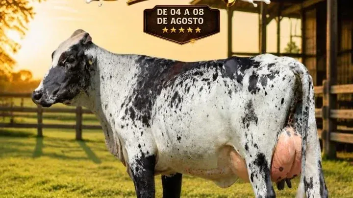 cidade - Concurso leiteiro da 37ª Expoagro terá R$ 25 mil em premiação em Rolim de Moura