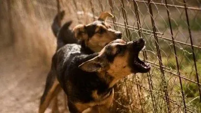 Polícia - Idoso tem garganta cortada em ataque de cães ao caminhar na rua
