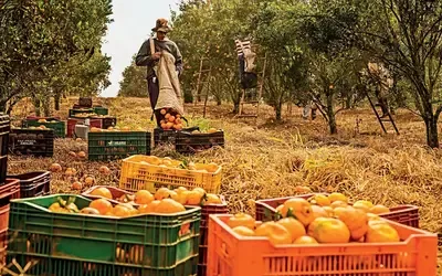 Agronegócios | Emprego - Agro  cria 30,5 mil empregos formais em junho, impulsionado pelos cultivos de laranja e café